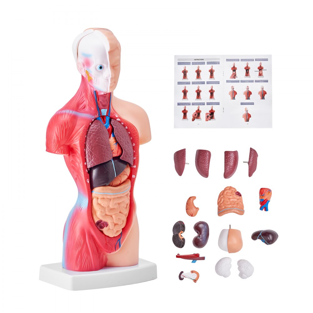LD-203 - 11" Detachable PVC Human Torso Anatomy Model