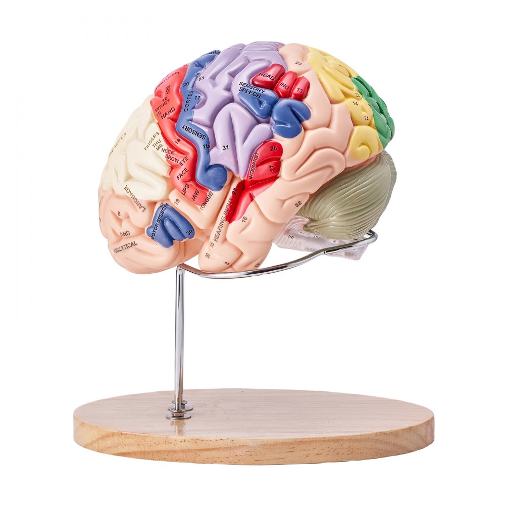 LDX-V4 - 11.61" Life-Size VEVOR Human Brain Model with Color-Coded Sections