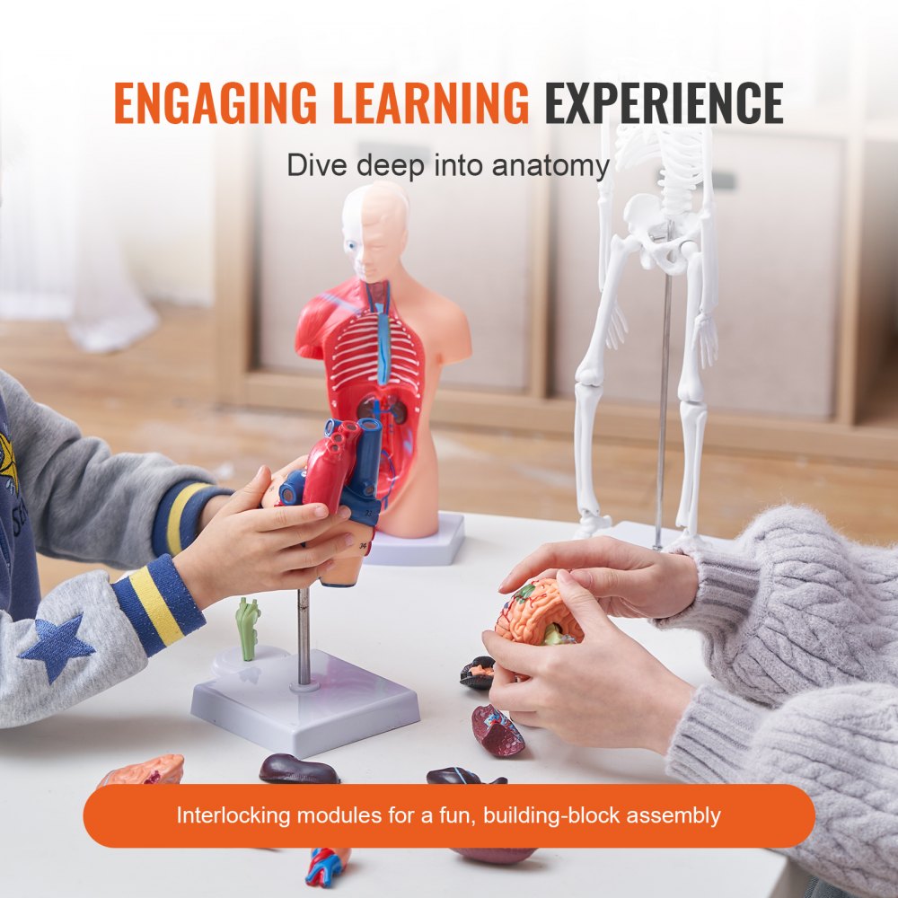 LD-3JT - 4-Piece Human Anatomy Model Set for Effective Learning