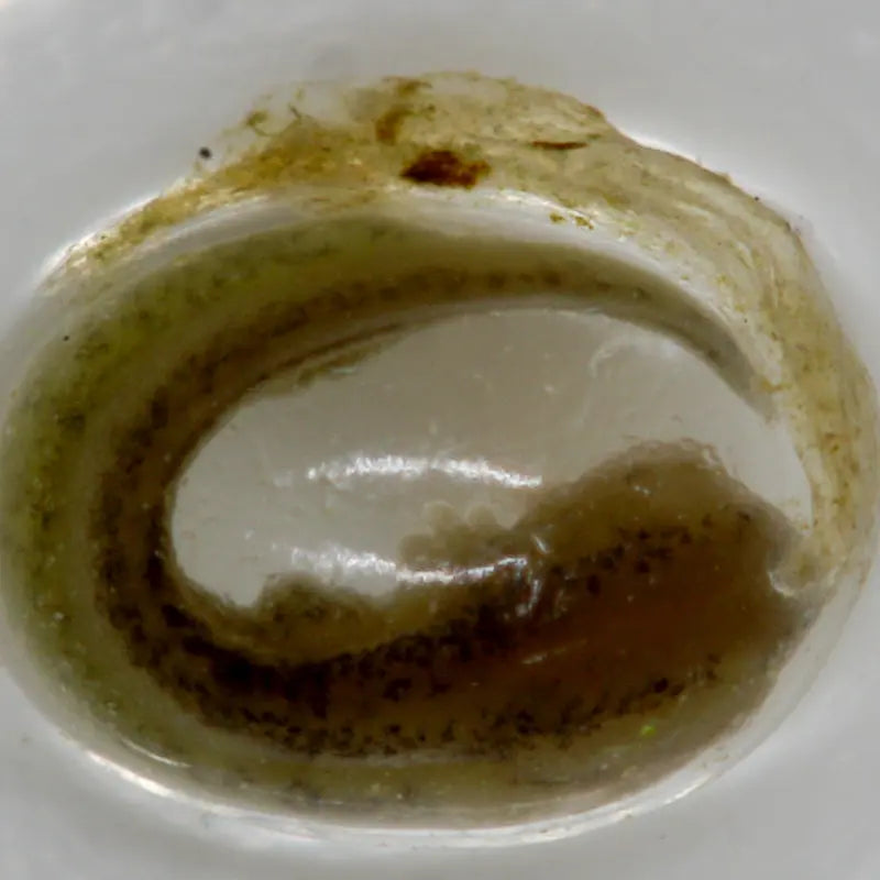 PCE-IDM 3D - 3D Digital Microscope with 250mm Focus & User Interface