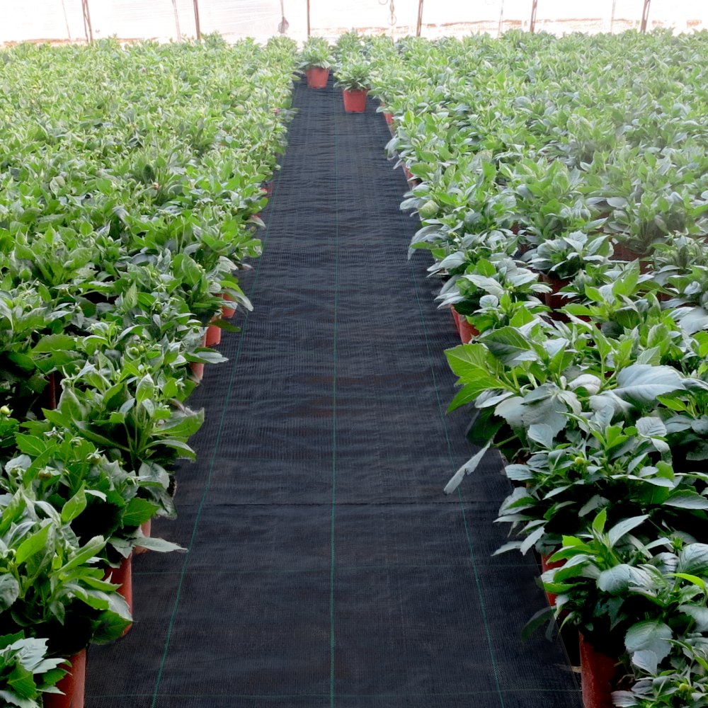 VV-FCB-PE 3*300FT 5.8OZ - Durable Weed Barrier Fabric for Garden Protection