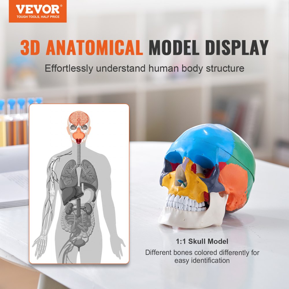 LDX-V1 - Durable 3D Human Skull Model for Engaging Anatomy Learning