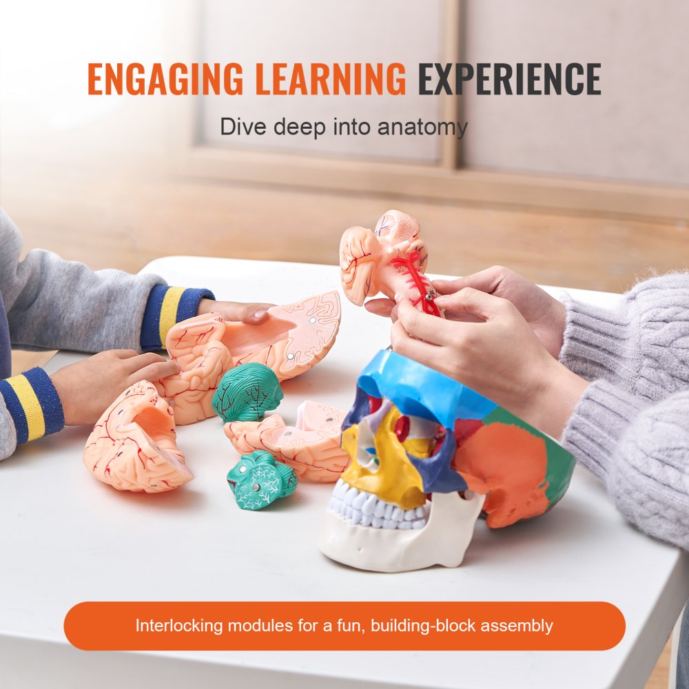 LDX-V1 - Durable 3D Human Skull Model for Engaging Anatomy Learning