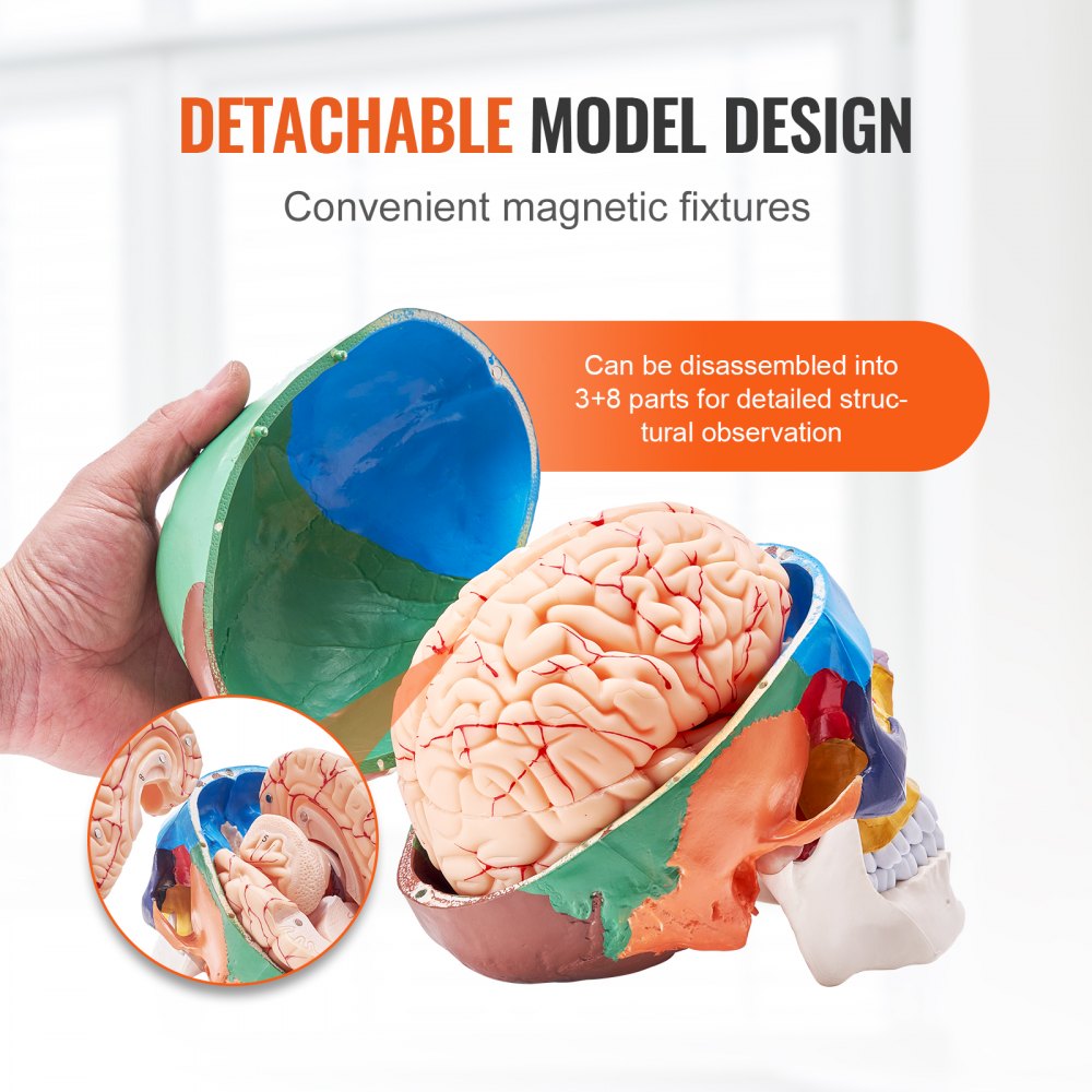 LDX-V1 - Durable 3D Human Skull Model for Engaging Anatomy Learning