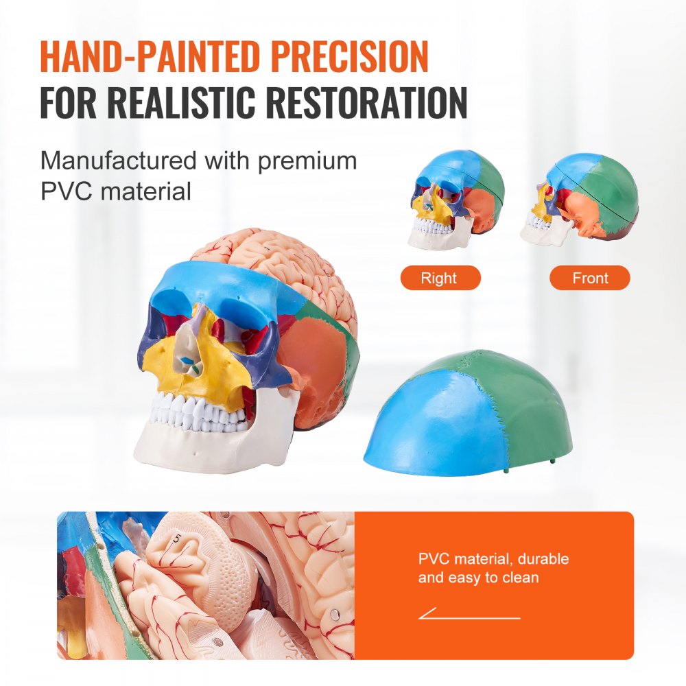 LDX-V1 - Durable 3D Human Skull Model for Engaging Anatomy Learning