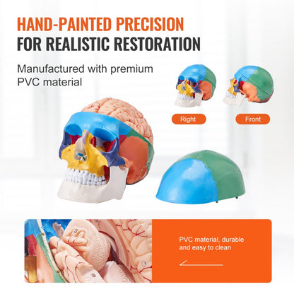 LDX-V1 - Durable 3D Human Skull Model for Engaging Anatomy Learning