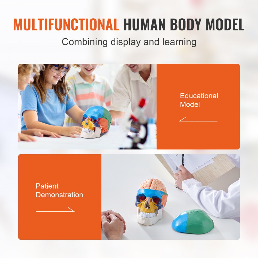 LDX-V1 - Durable 3D Human Skull Model for Engaging Anatomy Learning