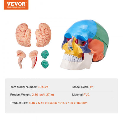 LDX-V1 - Durable 3D Human Skull Model for Engaging Anatomy Learning