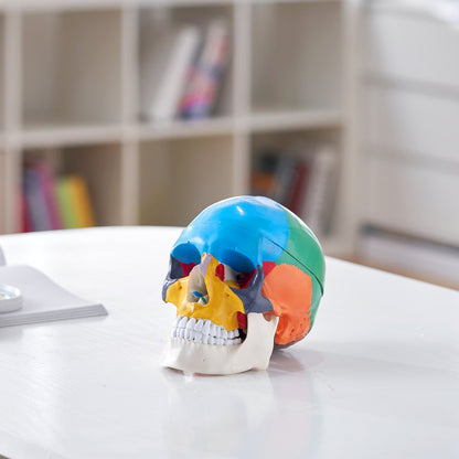 LDX-V1 - Durable 3D Human Skull Model for Engaging Anatomy Learning