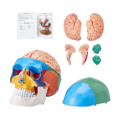 LDX-V1 - Durable 3D Human Skull Model for Engaging Anatomy Learning