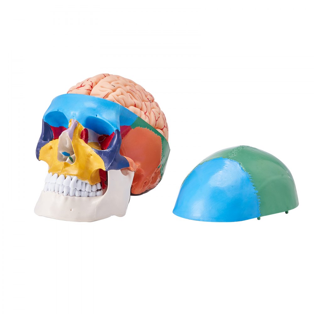 LDX-V1 - Durable 3D Human Skull Model for Engaging Anatomy Learning