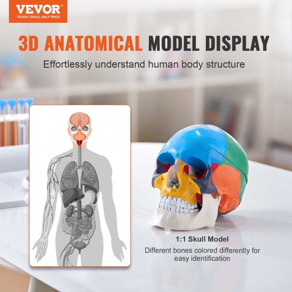 LDX-V8 - Durable Life-Size PVC Human Skull Model for Anatomy Education