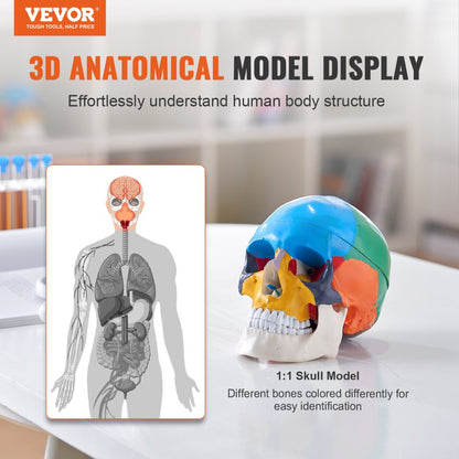 LDX-V8 - Durable Life-Size PVC Human Skull Model for Anatomy Education