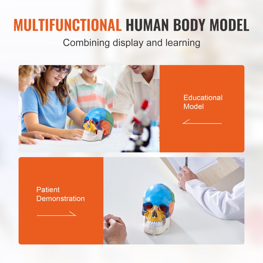 LDX-V8 - Durable Life-Size PVC Human Skull Model for Anatomy Education