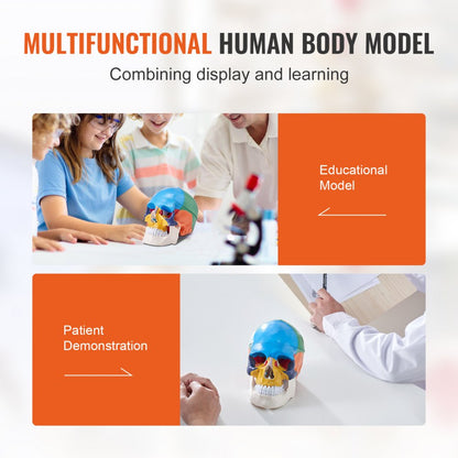 LDX-V8 - Durable Life-Size PVC Human Skull Model for Anatomy Education