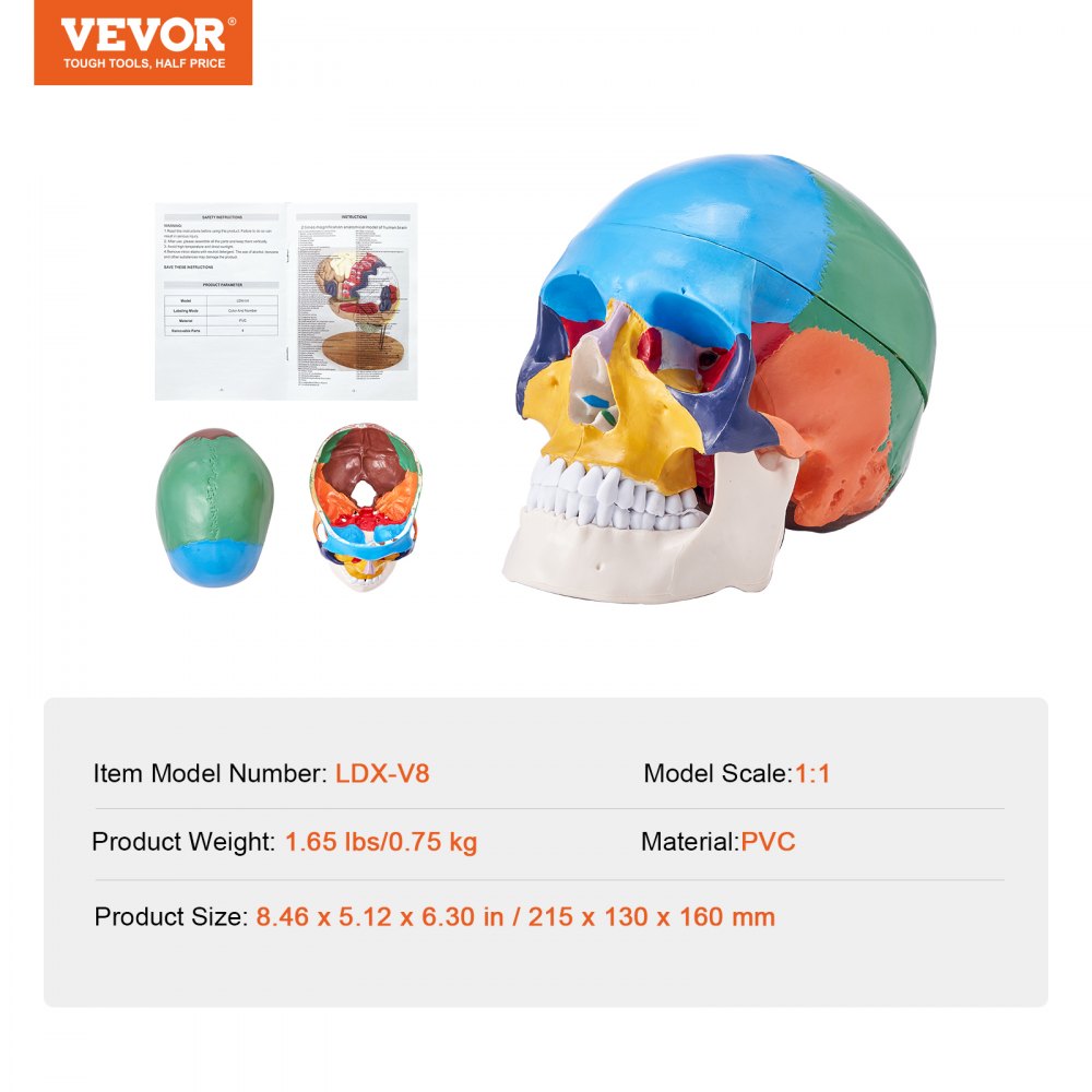 LDX-V8 - Durable Life-Size PVC Human Skull Model for Anatomy Education