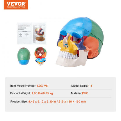 LDX-V8 - Durable Life-Size PVC Human Skull Model for Anatomy Education