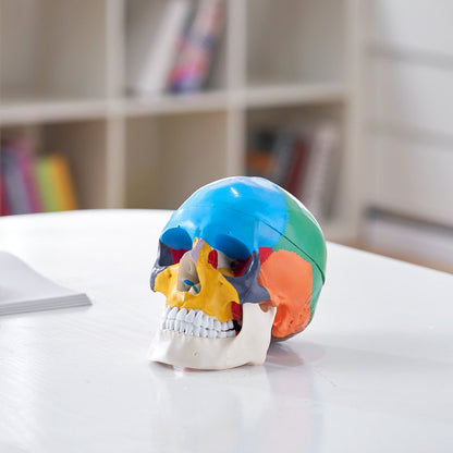 LDX-V8 - Durable Life-Size PVC Human Skull Model for Anatomy Education