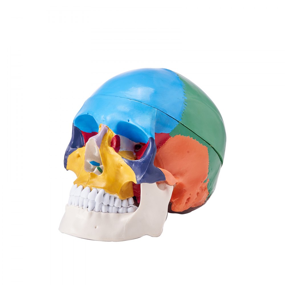 LDX-V8 - Durable Life-Size PVC Human Skull Model for Anatomy Education
