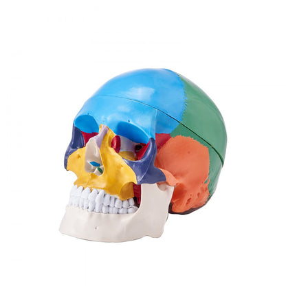 LDX-V8 - Durable Life-Size PVC Human Skull Model for Anatomy Education