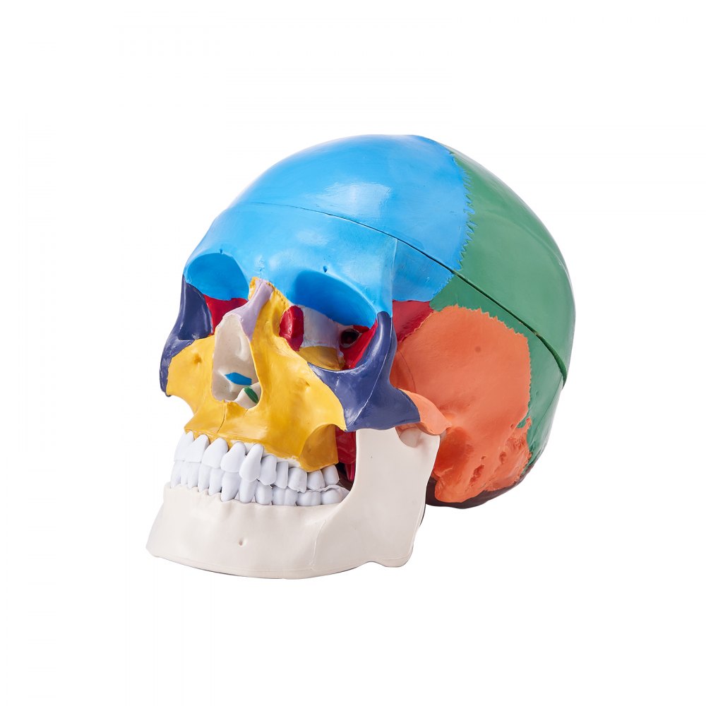 LDX-V8 - Durable Life-Size PVC Human Skull Model for Anatomy Education