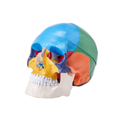 LDX-V8 - Durable Life-Size PVC Human Skull Model for Anatomy Education