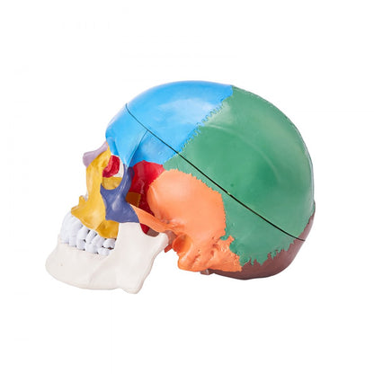 LDX-V8 - Durable Life-Size PVC Human Skull Model for Anatomy Education