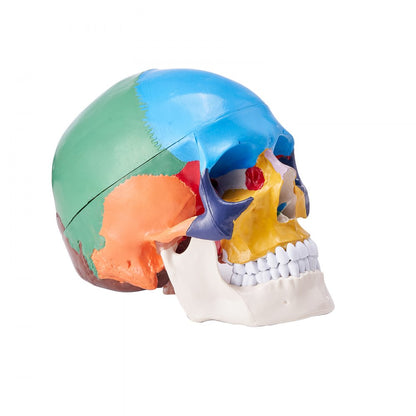 LDX-V8 - Durable Life-Size PVC Human Skull Model for Anatomy Education