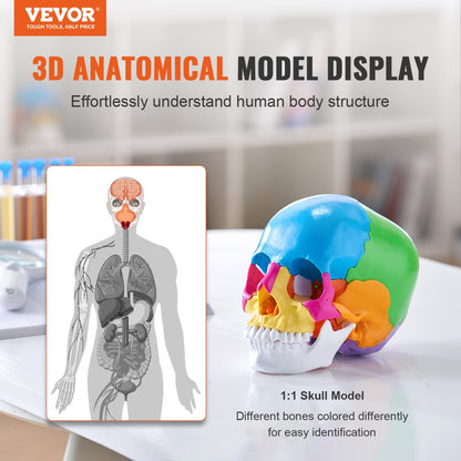 LD-V21 - Affordable 22-Part Human Skull Anatomy Model for Learning