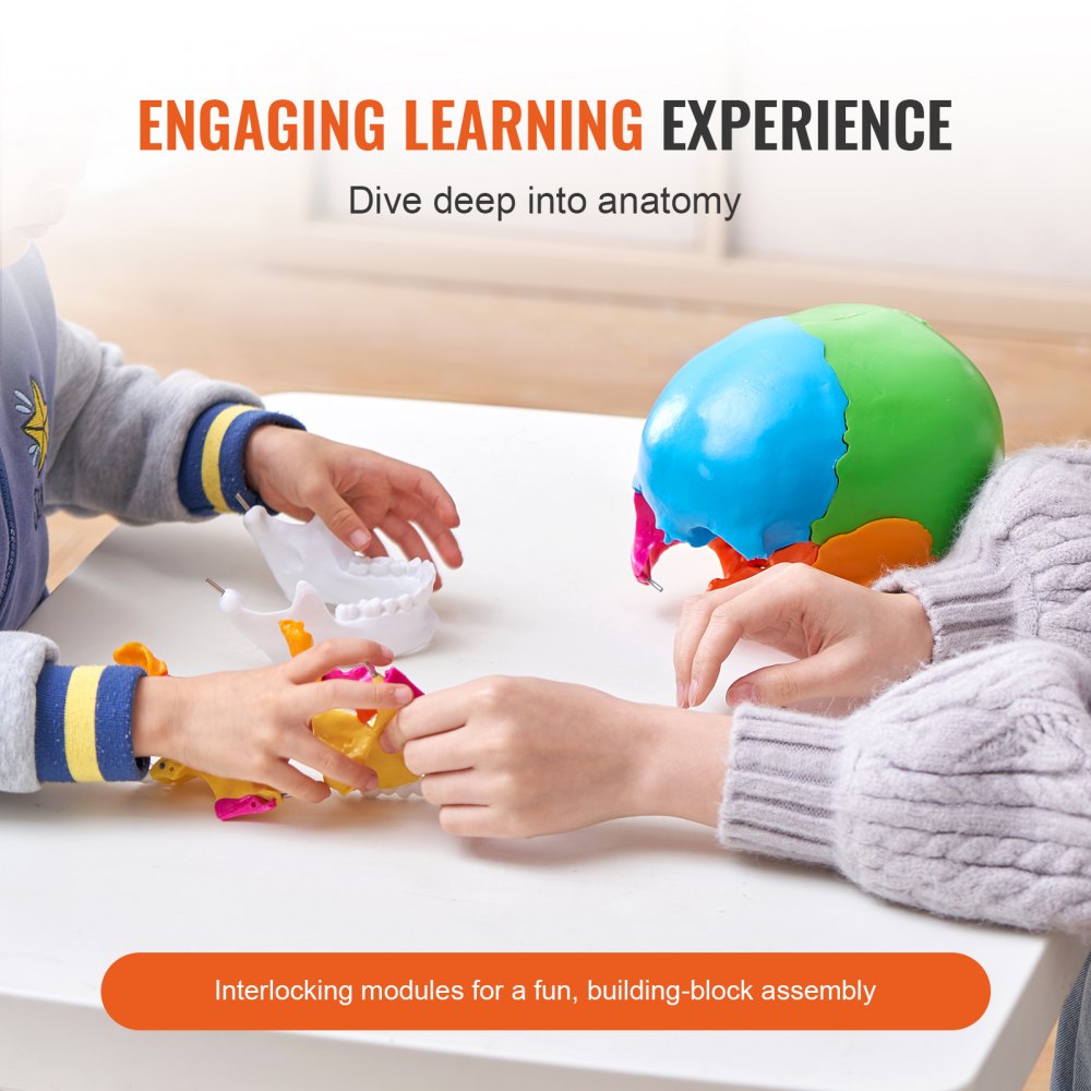 LD-V21 - Affordable 22-Part Human Skull Anatomy Model for Learning