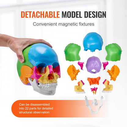 LD-V21 - Affordable 22-Part Human Skull Anatomy Model for Learning