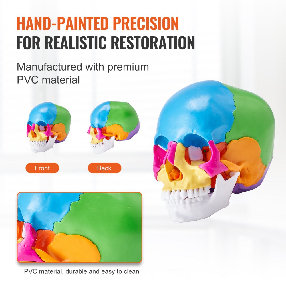 LD-V21 - Affordable 22-Part Human Skull Anatomy Model for Learning