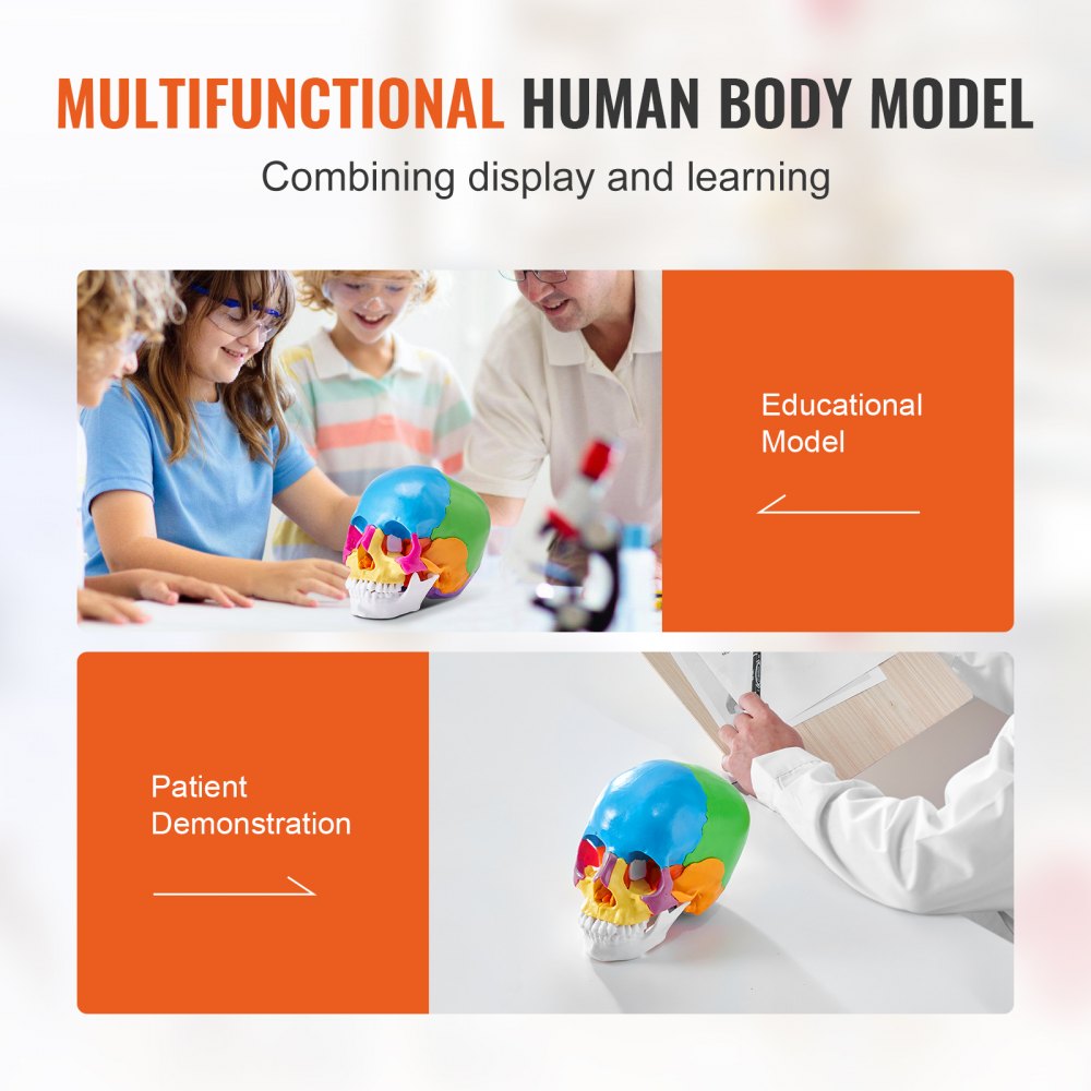 LD-V21 - Affordable 22-Part Human Skull Anatomy Model for Learning