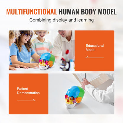 LD-V21 - Affordable 22-Part Human Skull Anatomy Model for Learning