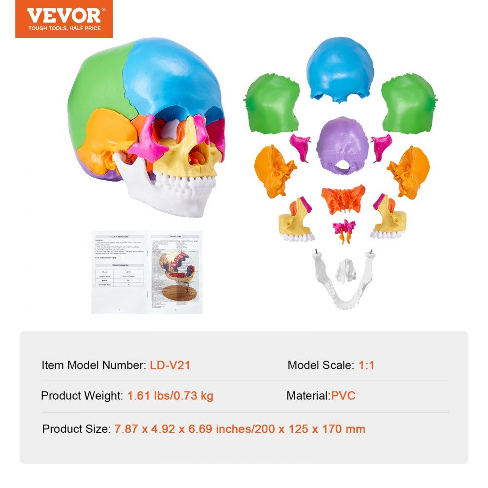 LD-V21 - Affordable 22-Part Human Skull Anatomy Model for Learning