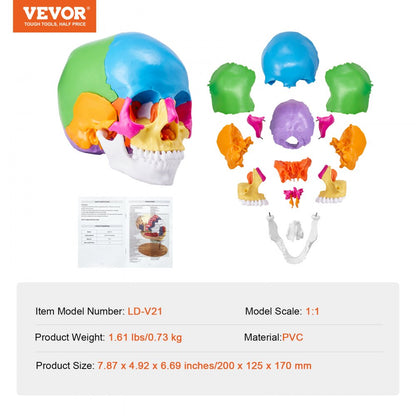 LD-V21 - Affordable 22-Part Human Skull Anatomy Model for Learning