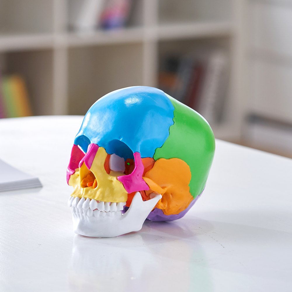 LD-V21 - Affordable 22-Part Human Skull Anatomy Model for Learning