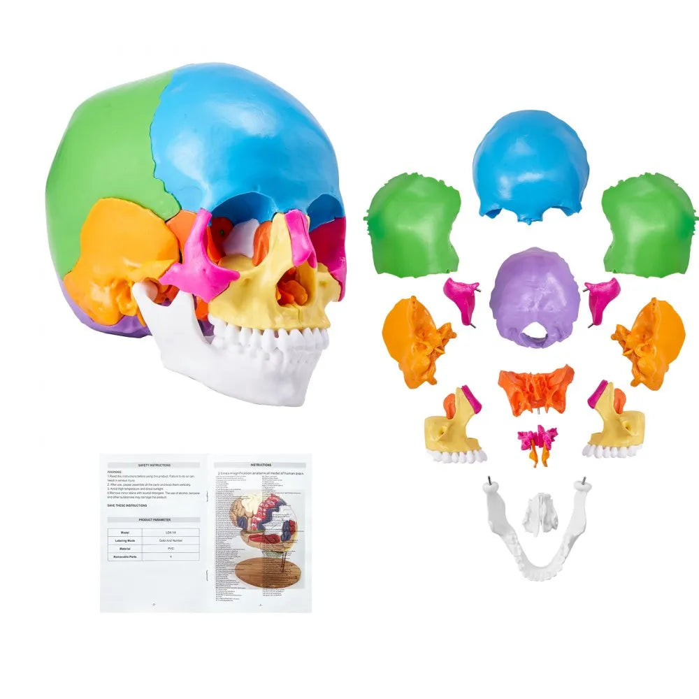 LD-V21 - Affordable 22-Part Human Skull Anatomy Model for Learning