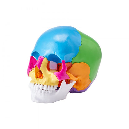 LD-V21 - Affordable 22-Part Human Skull Anatomy Model for Learning