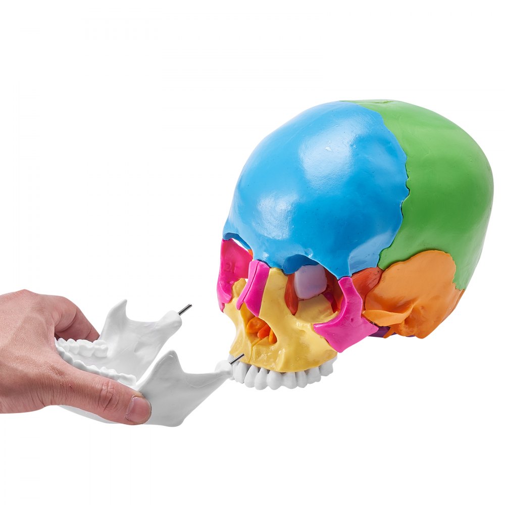 LD-V21 - Affordable 22-Part Human Skull Anatomy Model for Learning