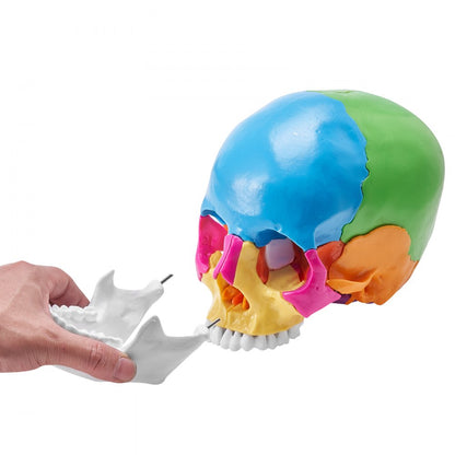 LD-V21 - Affordable 22-Part Human Skull Anatomy Model for Learning