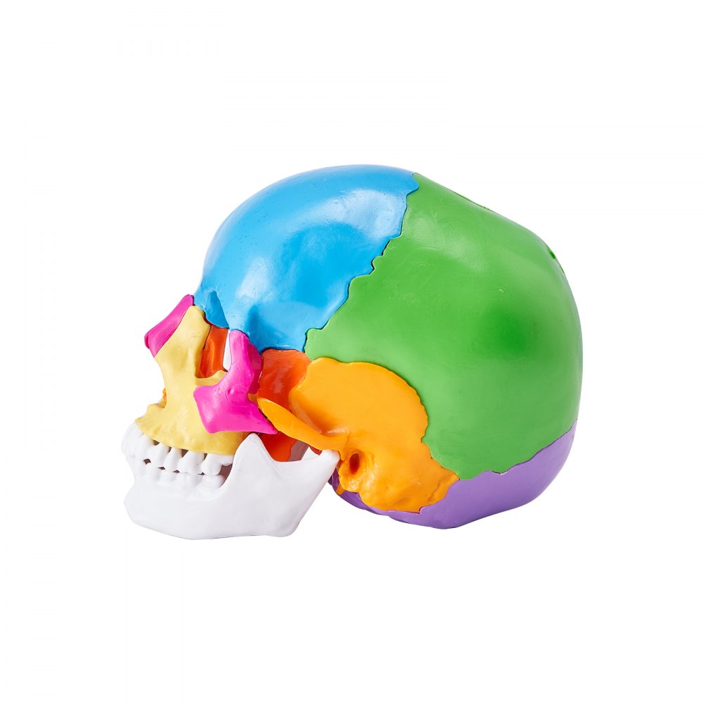 LD-V21 - Affordable 22-Part Human Skull Anatomy Model for Learning