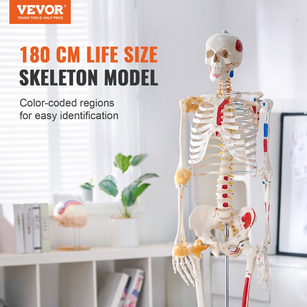 LD-101A - Life-Size Human Skeleton Model for Anatomy Learning, 71.65" Tall