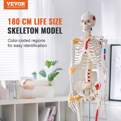 LD-101A - Life-Size Human Skeleton Model for Anatomy Learning, 71.65" Tall