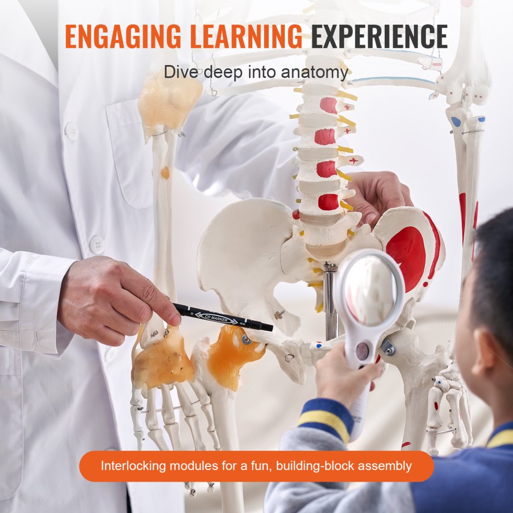 LD-101A - Life-Size Human Skeleton Model for Anatomy Learning, 71.65" Tall