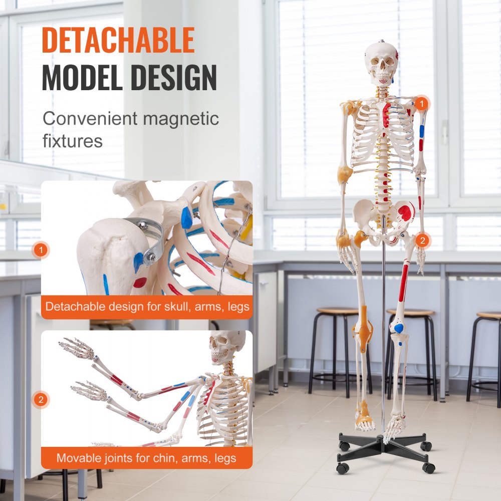 LD-101A - Life-Size Human Skeleton Model for Anatomy Learning, 71.65" Tall