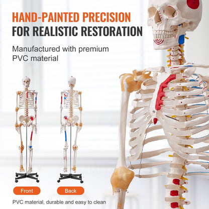LD-101A - Life-Size Human Skeleton Model for Anatomy Learning, 71.65" Tall