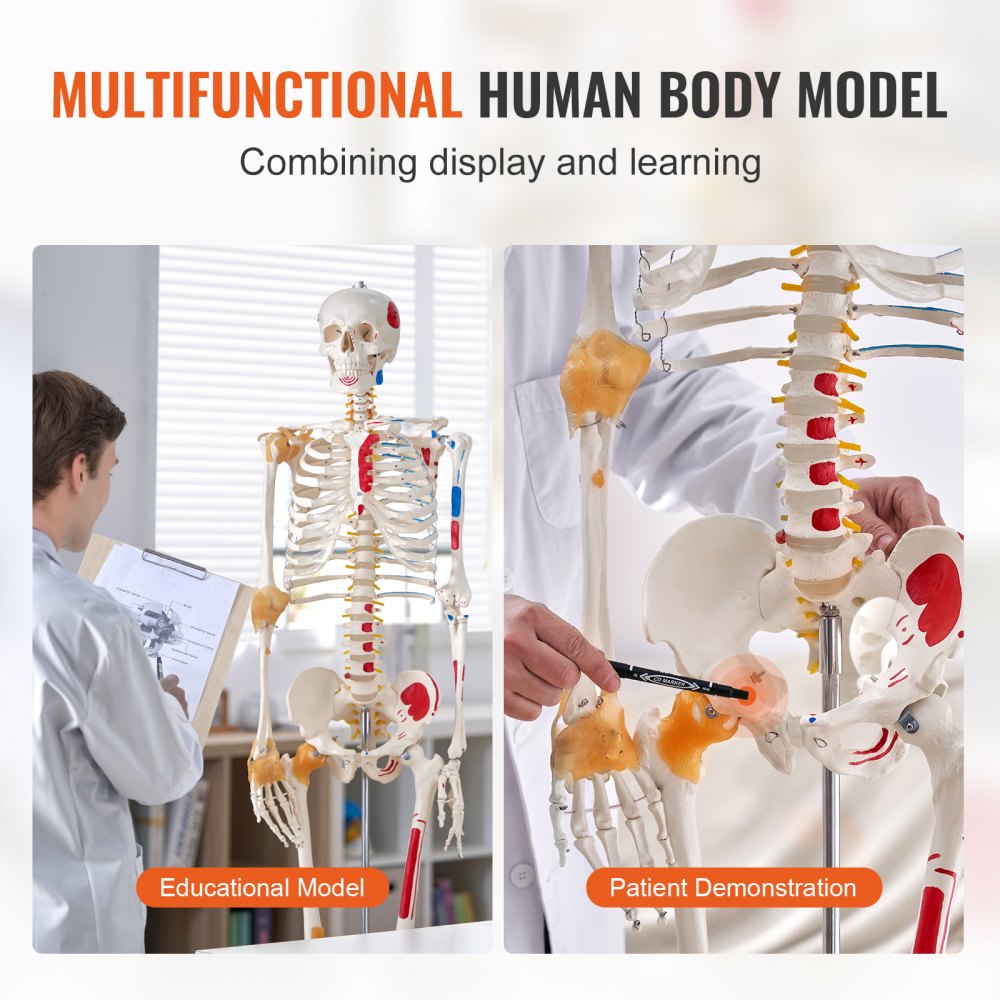 LD-101A - Life-Size Human Skeleton Model for Anatomy Learning, 71.65" Tall