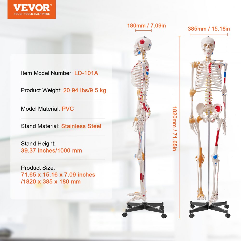 LD-101A - Life-Size Human Skeleton Model for Anatomy Learning, 71.65" Tall