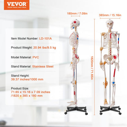 LD-101A - Life-Size Human Skeleton Model for Anatomy Learning, 71.65" Tall